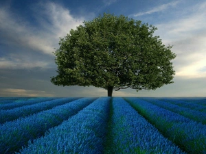 trees, lavender, Field