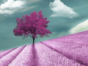 Field, Narrow-Leaf Lavender, Pink, trees, clouds