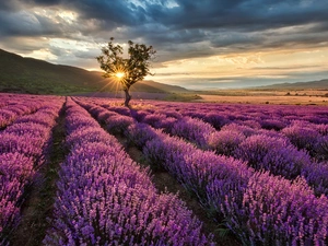 Field, lavender, trees, Przebijające, luminosity, The Hills, sun, flash, ligh