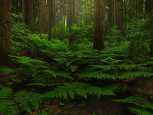 green ones, fern, trees, viewes, forest