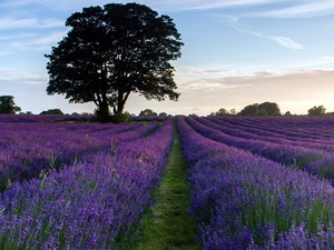 trees, Field, lavender