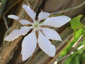 White, trees, Leaf, Colourfull Flowers