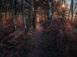 viewes, forest, Leaf, trees, autumn, Path, fern