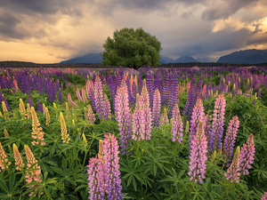 trees, Meadow, lupine