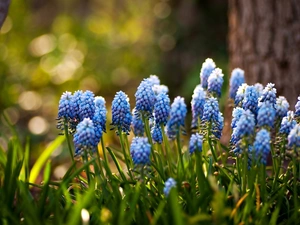 trees, Flowers, Muscari