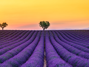 viewes, lavender, Provence, trees, Field, Valensole, France