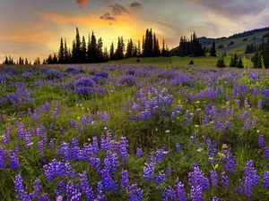 sun, rays, viewes, The Setting, Meadow, trees, lupine