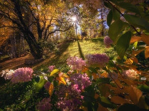 trees, Flowers, autumn, rays of the Sun, viewes, hydrangeas