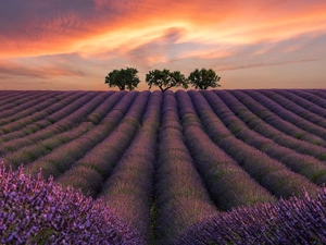 lavender, Great Sunsets, trees, viewes, Three, Field