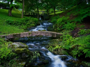 fern, Park, trees, viewes, bridges, brook