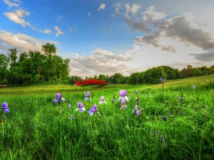 bridges, Meadow, trees, viewes, brook, Flowers