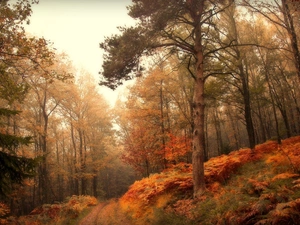 Path, forest, trees, viewes, fern, autumn