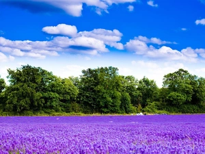 trees, viewes, Field, clouds, lavender