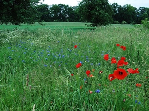 trees, viewes, papavers, cornflowers, Meadow