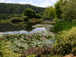 water, lake, trees, viewes, scrub, lilies