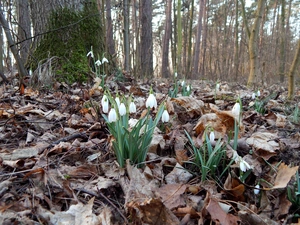 trees, viewes, Leaf, forest, snowdrops