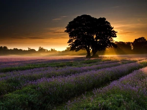 viewes, Narrow-Leaf Lavender, sun, trees, west