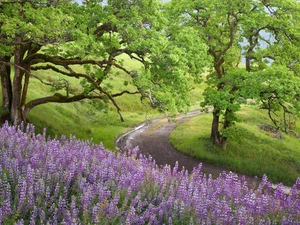 trees, viewes, Violet, lupine, Way