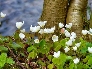 Wood Anemone, White, trees, viewes, Stems, Flowers