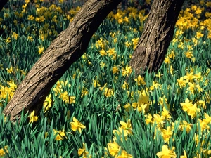 Yellow, Stems, trees, Daffodils