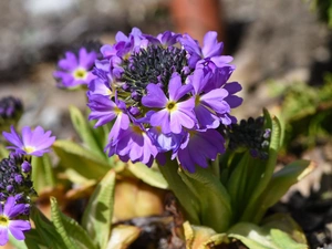 Spring, True Oxlip, Colourfull Flowers