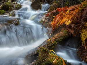 trees, fern, Stones, trunk, River, viewes, forest