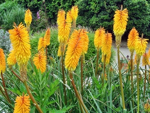 Yellow, Flowers, Trytoma groniasta, exotic