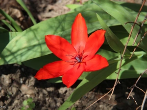 Red, tulip