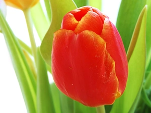 Red, tulip