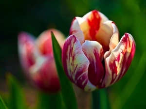 tulip, red, White