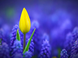 tulip, Muscari, Yellow