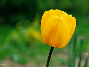 Yellow, tulip