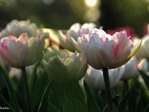 flakes, white and Pink, Tulips