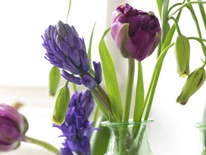 Blue, purple, Tulips, Muscari