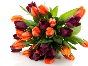 bouquet, tulips