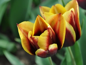 Two cars, Red, Tulips, yellow