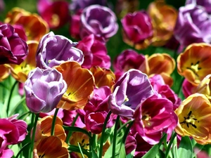 Tulips, Flowers, color