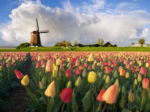 Tulips, Windmill, color