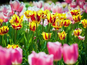 color, Tulips