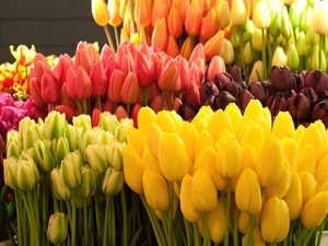 tulips, armful, Colorful