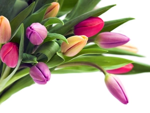 tulips, bouquet, Colorful