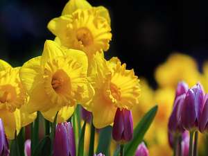 Daffodils, Tulips