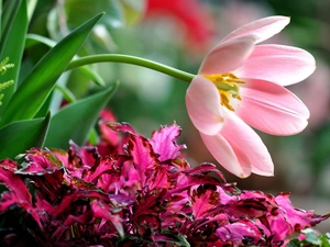 Garden, Tulips