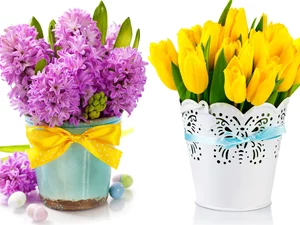 Hyacinths, Pots, eggs, Tulips