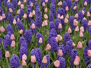 tulips, Field, hyacinths