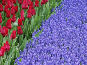 Tulips, Muscari, Flowers, Red, beatyfull