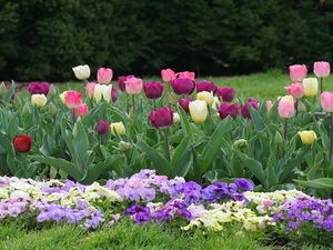 Tulips, Garden, pansies