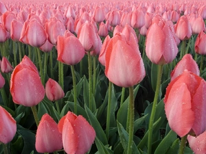 Pink, Tulips