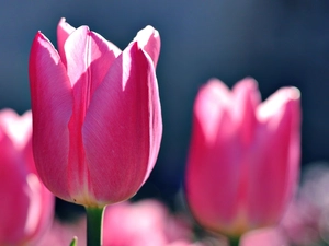 Pink, Tulips