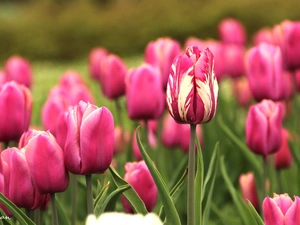 Pink, Tulips